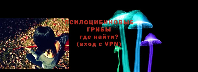 Галлюциногенные грибы Psilocybe  закладки  Тарко-Сале 